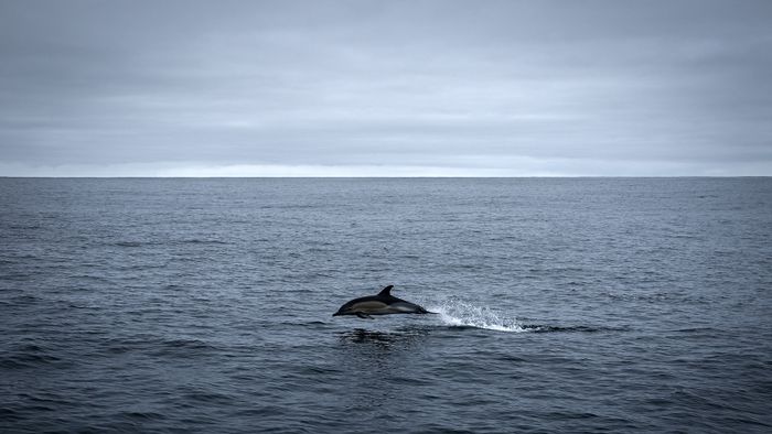 A 2024. február 20-án készült fényképen egy delfin ugrál az Atlanti-óceán vizében, mintegy 180 km-re nyugatra a nyugat-franciaországi La Rochelle partjaitól. 
(Photo by Philippe LOPEZ / AFP)