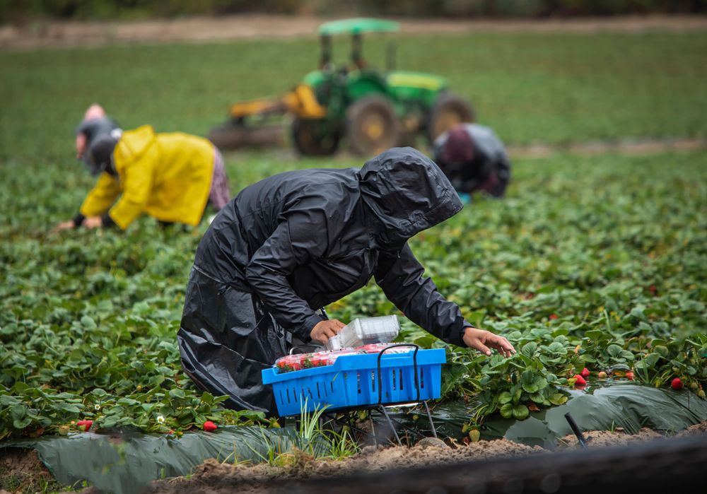 Field,Workers,In,Raincoats,Picking,Stawberries