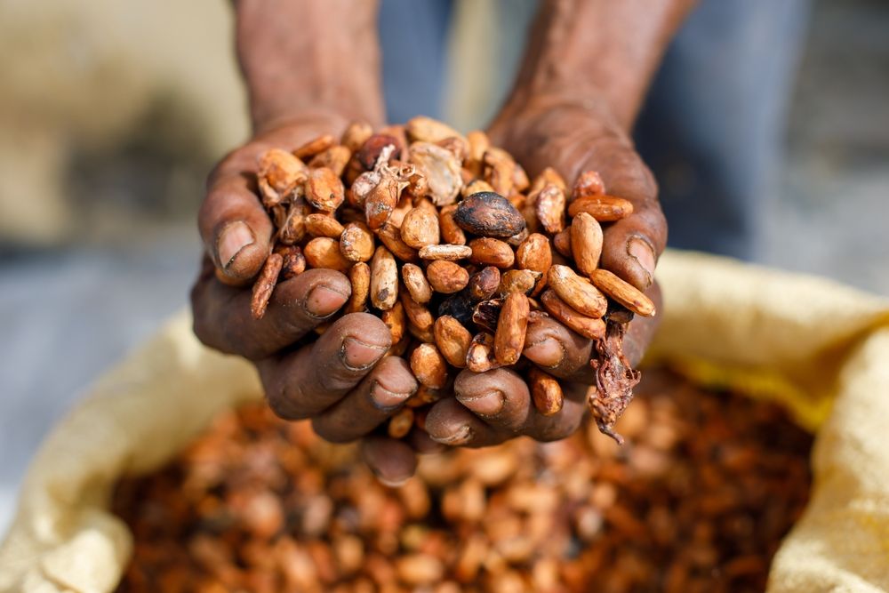 Cocoa,Beans,In,The,Hands,Of,A,Farmer,On,The, kakaó, Kétszeresére nőtt a kakaóbab árfolyama az elmúlt szűk három hónapban / Fotó: Shutterstock