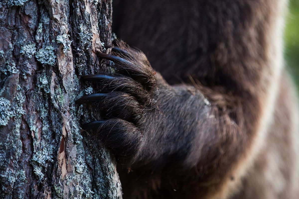 Close,Up,Of,Bear,Claws