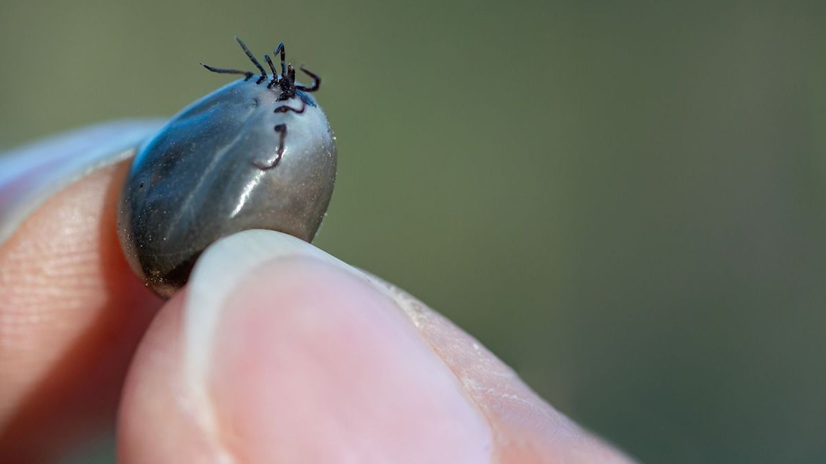 Különösen pusztító vírust terjesztő kullancsfaj jelent meg hazánkban