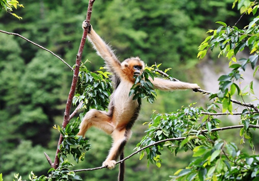 Golden snub-nosed monkeys enjoy life in Sichuan