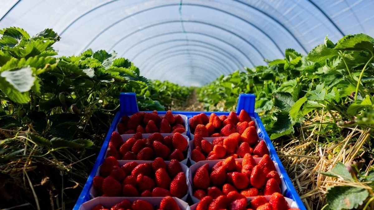 Beérett a fóliás eper: olcsóbb, mint tavaly
