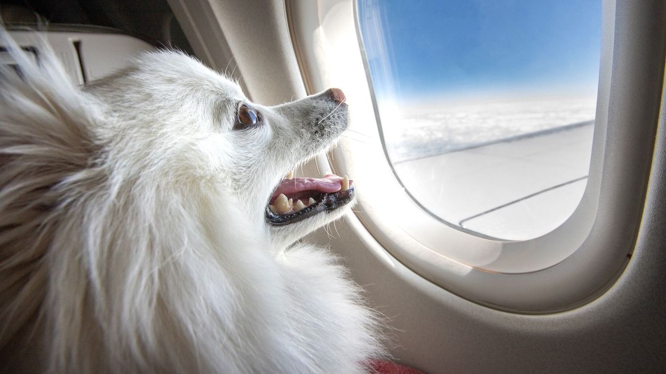 Utazás kutyával: luxusélménnyé válik – a repülőn