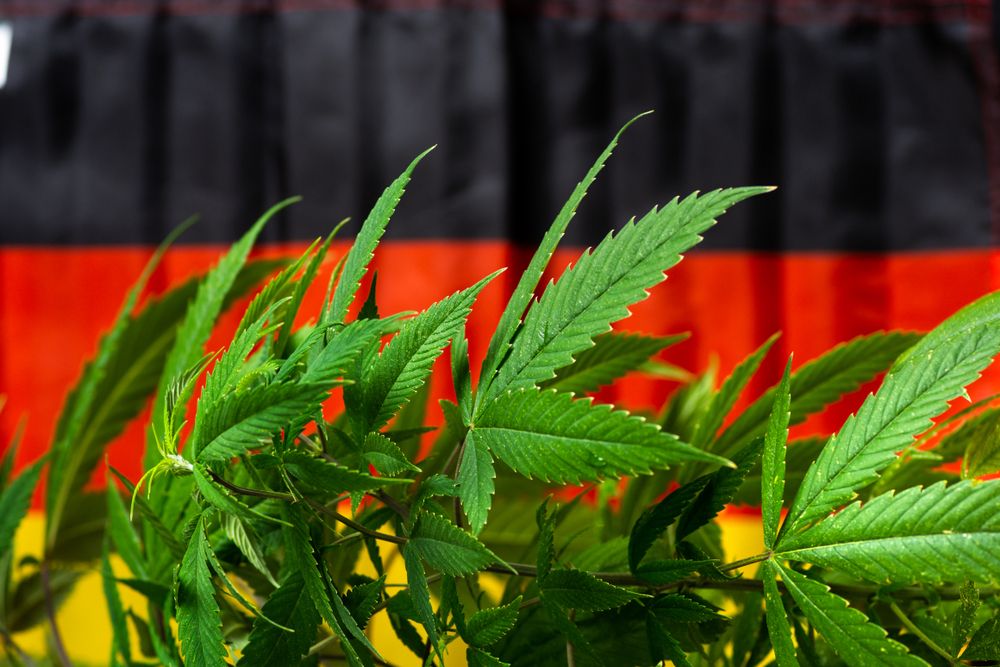 Cannabis,Plant,With,German,Flag,In,The,Background, fű