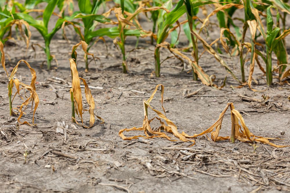Corn,Plants,Wilting,And,Dead,In,Cornfield.,Herbicide,Damage,,Drought