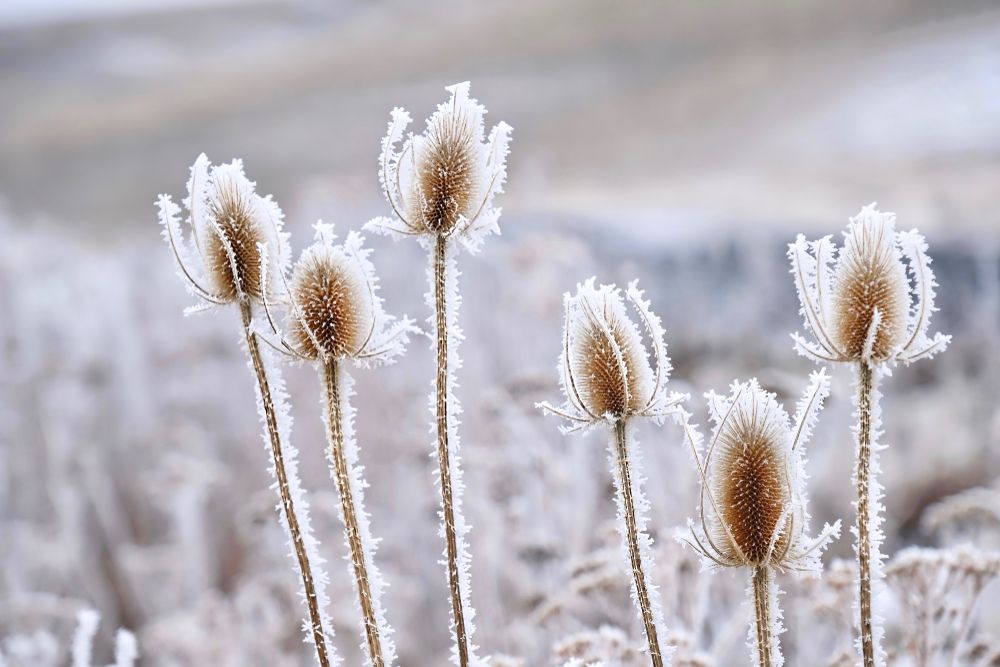 Frozen,Icy,Flowers,In,Winter.,Rime,Or,Hoar,Frost,On
fagy