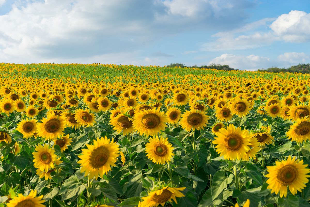 Sunflower,Field,With,Cloudy,Blue,Sky