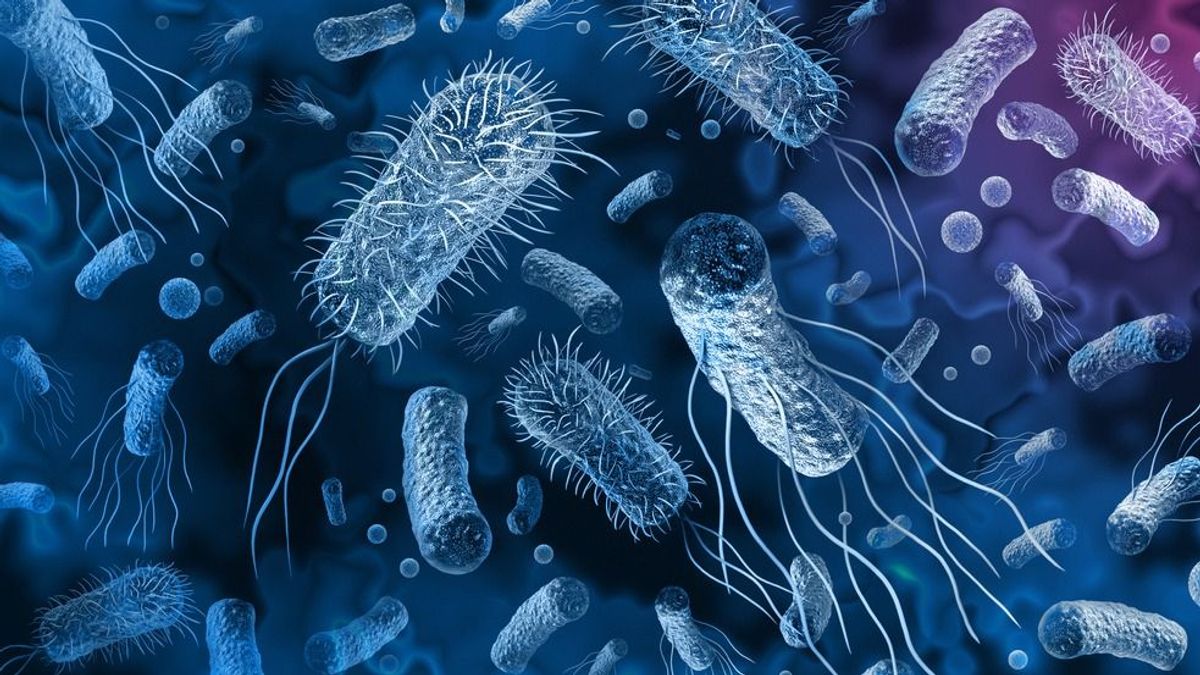 Vírusokkal küzdene az antibiotikum-rezisztens baktériumok ellen egy magyar kutató