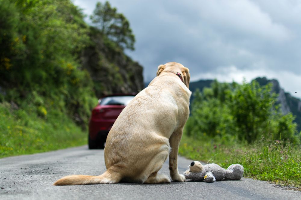 A,Dog,And,His,Toy,See,A,Car