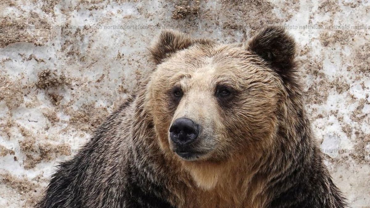 Mesterséges intelligenciával veszi fel a harcot a medvékkel Japán