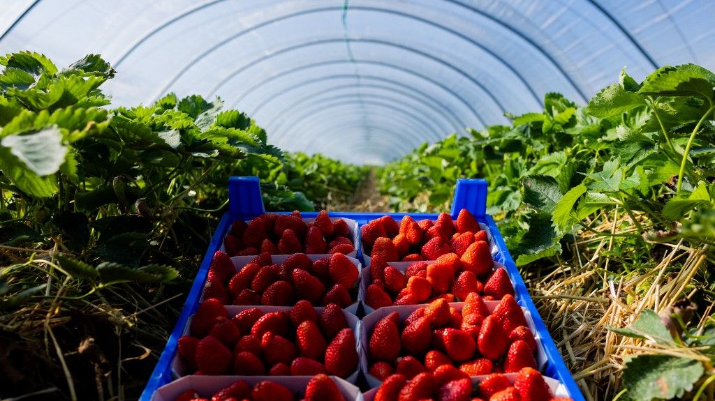 Opening of the strawberry season

eper