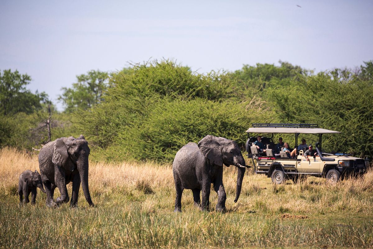 Moremi Game Reserve,Botswana,herd of elephants gathering at water hole, Moremi Game Reserve, Botswana