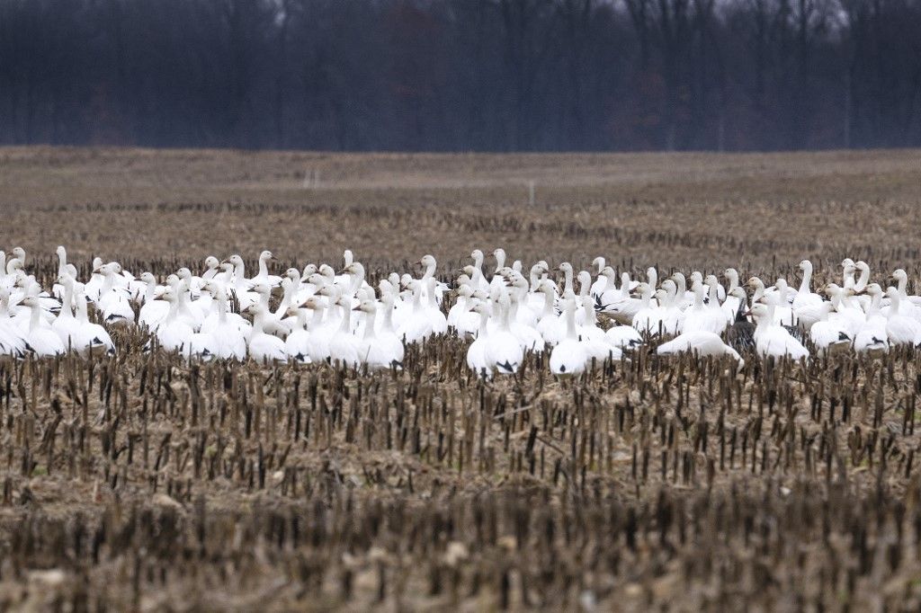 Snow geese sit in a field in Ruthsburg, Maryland, on January 25, 2023. A new strain of highly pathogenic avian influenza – commonly called bird flu – has killed around 1,600 snow geese in two separate areas of Colorado since November, according to state wildlife officials. (Photo by Jim WATSON / AFP) madárinfluenza
