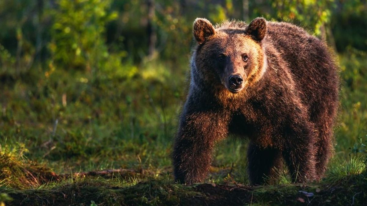 Újabb medvetámadás történt, ezúttal egy népszerű túraútvonalon