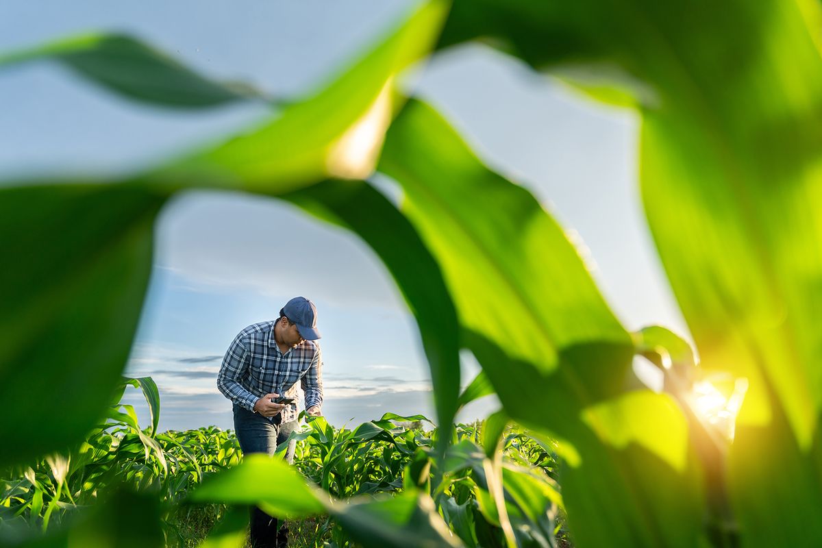 Gazdák Agriculture,Or,Farmer,With,Mobile,Phone,In,Growing,Green,Corn
