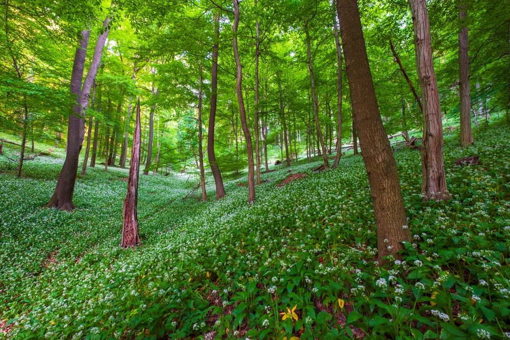 Spring,Blooming,Beech,Forest,With,Beautiful,White,Wild,Garlic,,Wild