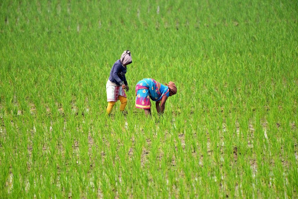 Women are working in a paddy field at Mayong village in Morigaon District, Assam, India, on February 18, 2024. (Photo by Anuwar Hazarika/NurPhoto) (Photo by ANUWAR HAZARIKA / NurPhoto / NurPhoto via AFP)