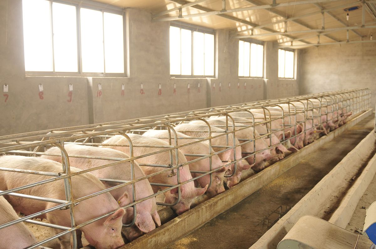 The,Farm,Pigs, sertés, klímaváltozás