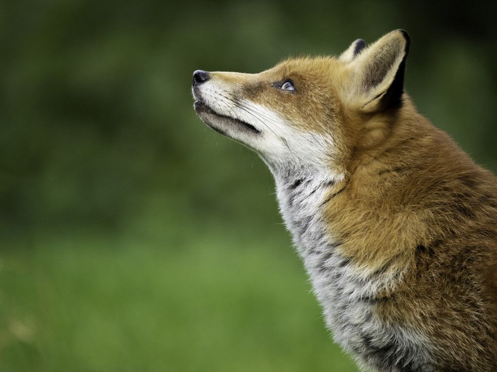 Portrait of Red Fox (Vulpes vulpes), UK