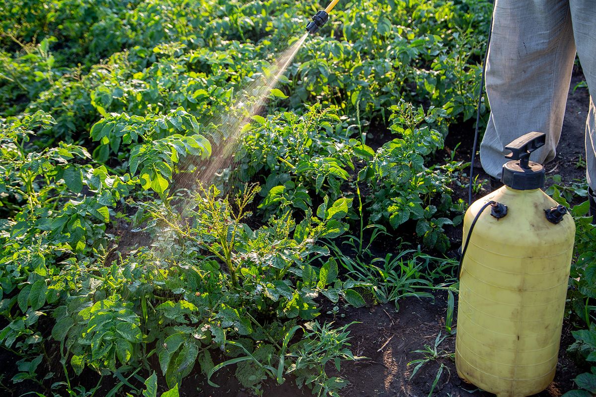 Növényvédelem, Farmer,With,A,Sprayer,Is,Trying,To,Spray,The,Larvae