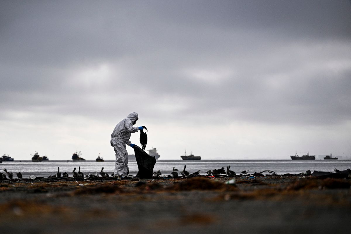 An employee of the Agricultural and Livestock Service (SAG) removes a dead cormorant (Guanay Cormorant) from Changa Beach in Coquimbo, Chile on May 29, 2023. Avian influenza is affecting 53 species across Chile, including pelicans, seagulls, and Humboldt penguins, whose population has decreased by 10%. In 2023 alone, the National Fisheries and Aquaculture Service (Sernapesca) has detected 8,140 deaths, almost double the total number of deaths in the last 14 years combined (4,392). The H5N1 virus arrived in Latin America in October 2022 through migratory birds and has spread throughout the continent. A dozen countries have already reported positive cases of the disease. (Photo by MARTIN BERNETTI / AFP) / “The erroneous mention appearing in the metadata of this photo by MARTIN BERNETTI has been modified in AFP systems in the following manner: [An employee of the Agricultural and Livestock Service (SAG) removes a dead cormorant (Guanay Cormorant) from Changa Beach] instead of [An employee of the Agricultural and Livestock Service (SAG) removes a dead cormorant (Guanay Cormorant) affected by the avian flu at Changa Beach]. Please immediately remove the erroneous mention from all your online services and delete it from your servers. If you have been authorized by AFP to distribute it to third parties, please ensure that the same actions are carried out by them. Failure to promptly comply with these instructions will entail liability on your part for any continued or post notification usage. Therefore we thank you very much for all your attention and prompt action. We are sorry for the inconvenience this notification may cause and remain at your disposal for any further information you may require.”
