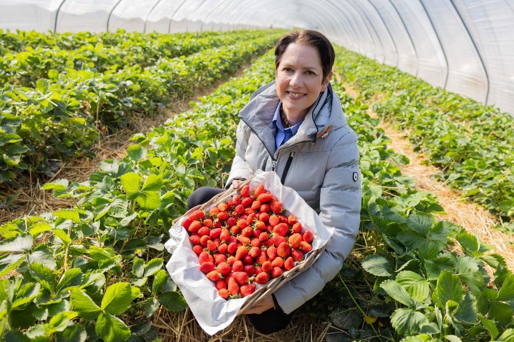 Opening of the strawberry season

eper