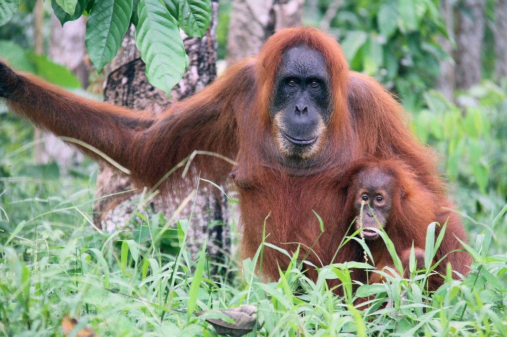 Sumatran orangutans in Indonesia

orángután