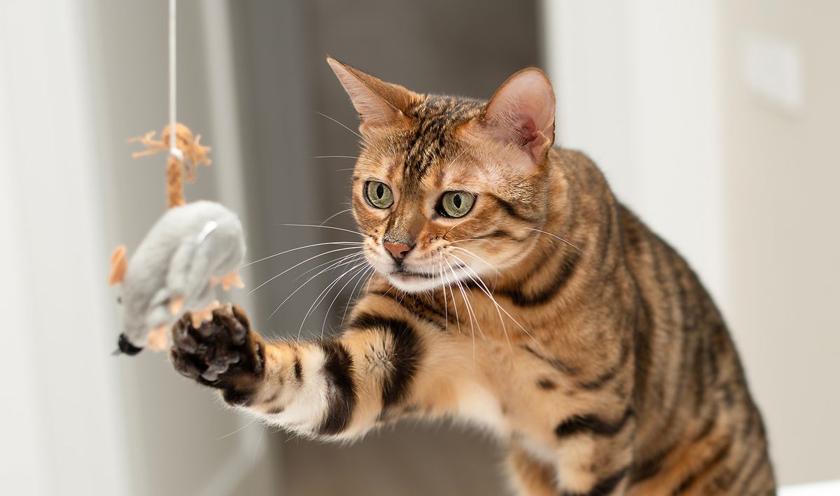 Pets.,A,Beautiful,Bengal,Cat,Actively,Plays,With,A,Toy