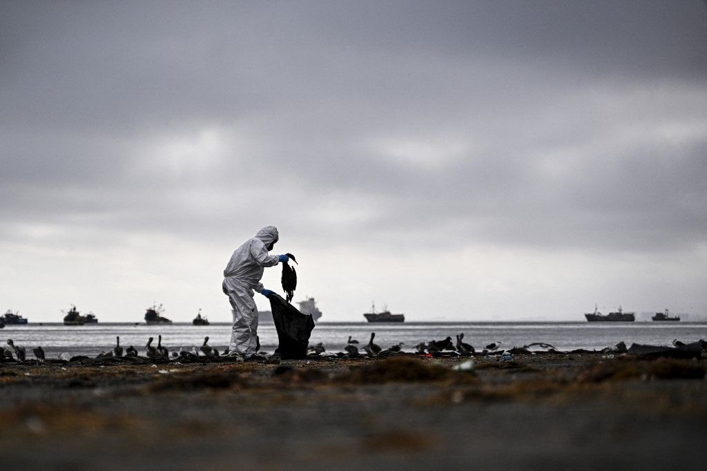 madárinfluenza, An employee of the Agricultural and Livestock Service (SAG) removes a dead cormorant (Guanay Cormorant) from Changa Beach in Coquimbo, Chile on May 29, 2023. Avian influenza is affecting 53 species across Chile, including pelicans, seagulls, and Humboldt penguins, whose population has decreased by 10%. In 2023 alone, the National Fisheries and Aquaculture Service (Sernapesca) has detected 8,140 deaths, almost double the total number of deaths in the last 14 years combined (4,392). The H5N1 virus arrived in Latin America in October 2022 through migratory birds and has spread throughout the continent. A dozen countries have already reported positive cases of the disease. (Photo by MARTIN BERNETTI / AFP) / “The erroneous mention appearing in the metadata of this photo by MARTIN BERNETTI has been modified in AFP systems in the following manner: [An employee of the Agricultural and Livestock Service (SAG) removes a dead cormorant (Guanay Cormorant) from Changa Beach] instead of [An employee of the Agricultural and Livestock Service (SAG) removes a dead cormorant (Guanay Cormorant) affected by the avian flu at Changa Beach]. Please immediately remove the erroneous mention from all your online services and delete it from your servers. If you have been authorized by AFP to distribute it to third parties, please ensure that the same actions are carried out by them. Failure to promptly comply with these instructions will entail liability on your part for any continued or post notification usage. Therefore we thank you very much for all your attention and prompt action. We are sorry for the inconvenience this notification may cause and remain at your disposal for any further information you may require.”