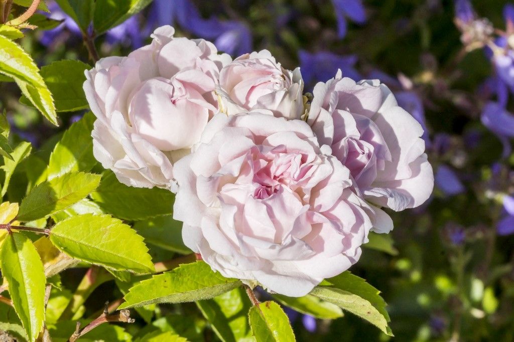 Rosa 'Souvenir de Melle Juliet de Bricard' Breeder : Delepine (FRA) 1934, rózsa, 