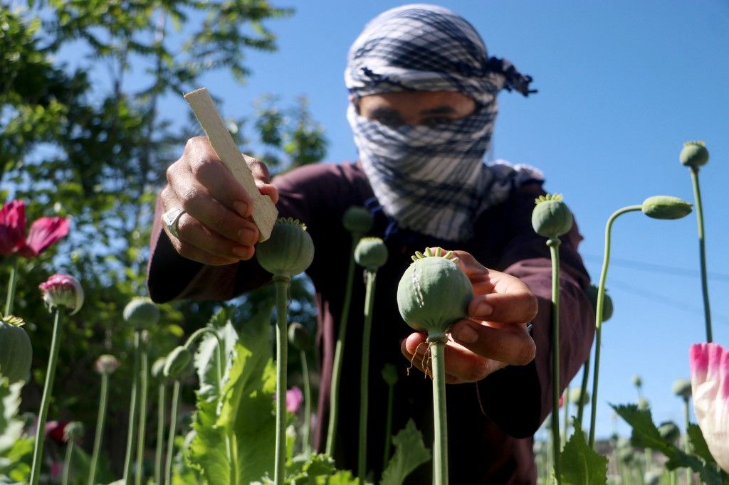 afganisztán
ópium
mák