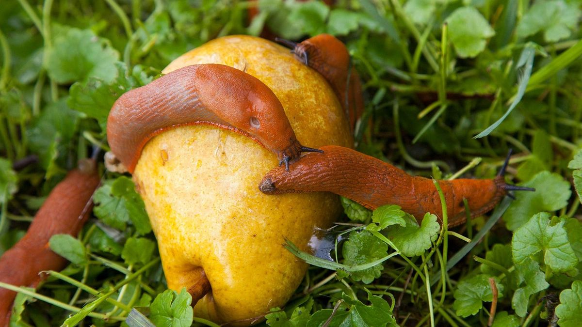 A meztelencsigák letarolják a kertet – így védekezhet ellenük
