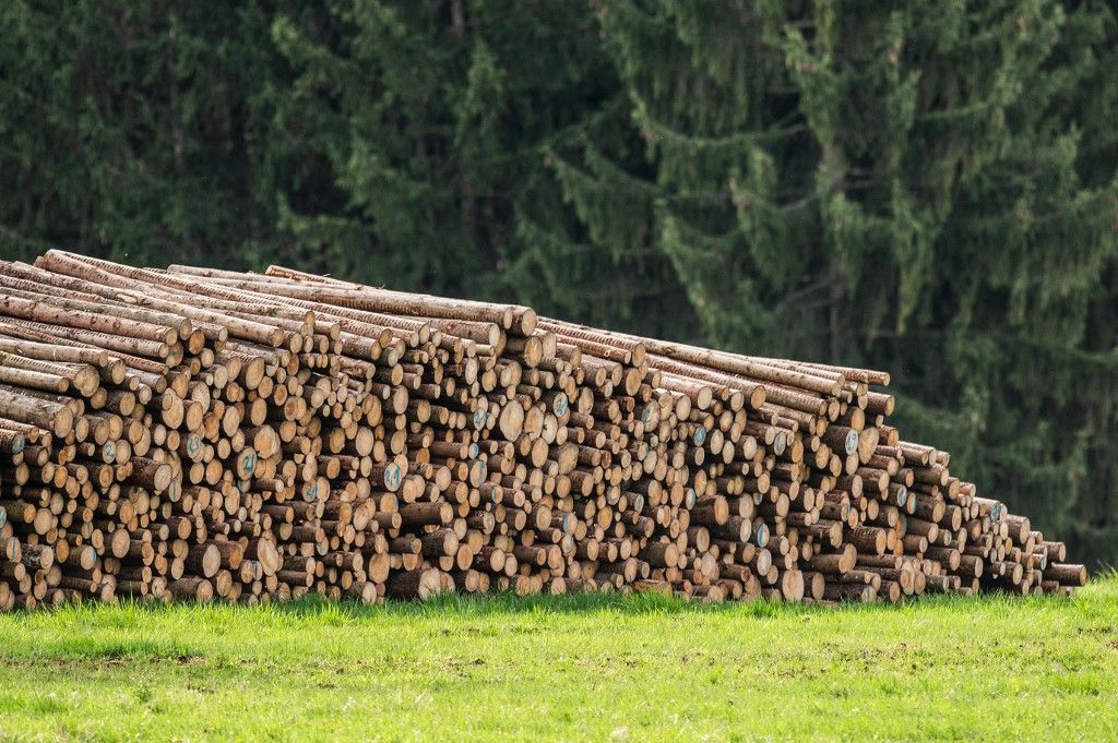 Wooden poles
tűzifa csalás