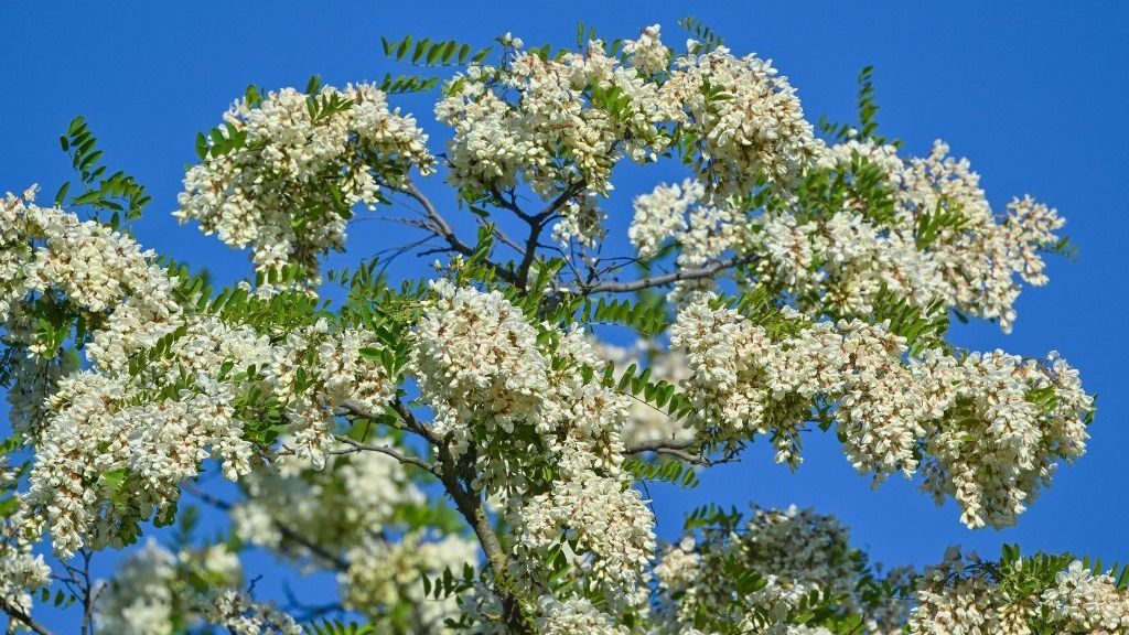 Robinia trees are in full bloom
nyárias meleg
tavasz 
május
időjárás