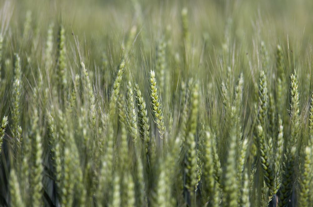 Close,Up,Of,Green,Wheat,Ears,On,Stalk,In,Springtime, búzaexport