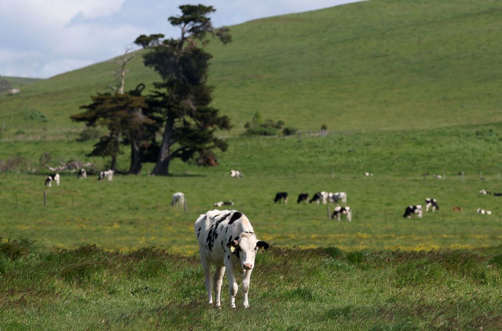 PETALUMA, CALIFORNIA - APRIL 26: Cows graze in a field at a dairy farm on April 26, 2024 in Petaluma, California. The U.S. Department of Agriculture is ordering dairy producers to test cows that produce milk for infections from highly pathogenic avian influenza (HPAI H5N1) before the animals are transported to a different state following the discovery of the virus in samples of pasteurized milk taken by the Food and Drug Administration. (Photo by Justin Sullivan/Getty Images)