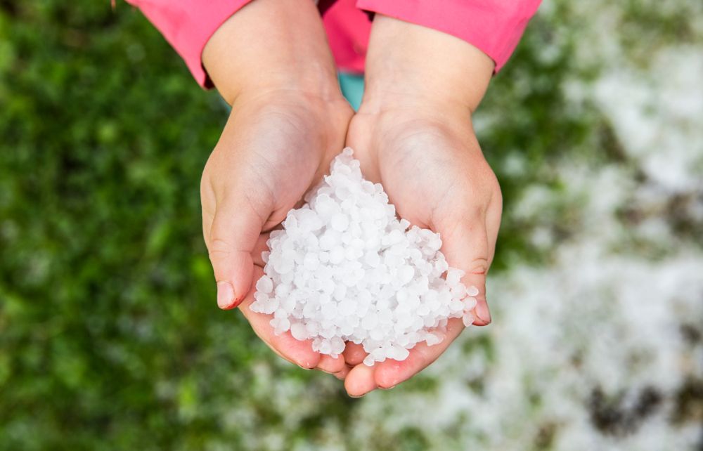 Child,Is,Holding,Small,Icy,Cold,Freezing,Grains,Of,Hail, búza