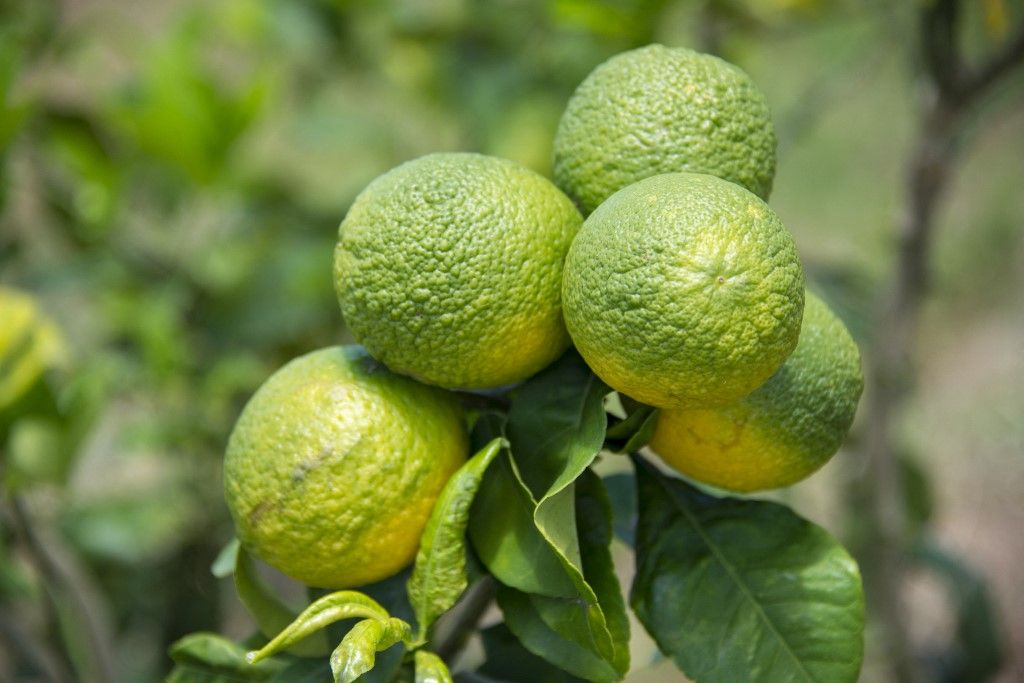A citruszöldülés az Egyesült Államokban és Braziliában is megjelent, a két legnagyobb exportőrpiacon.