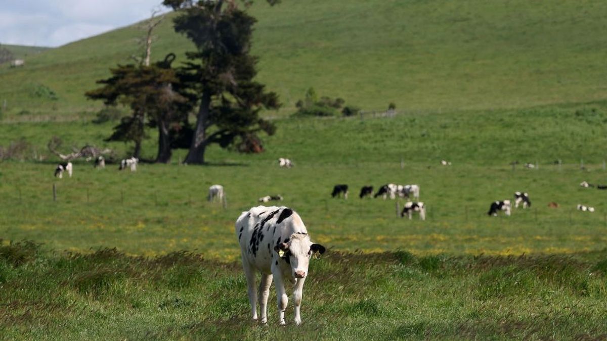 Egy új kutatás bebizonyította: a szarvasmarha igenis segít a klímaváltozás elleni harcban 