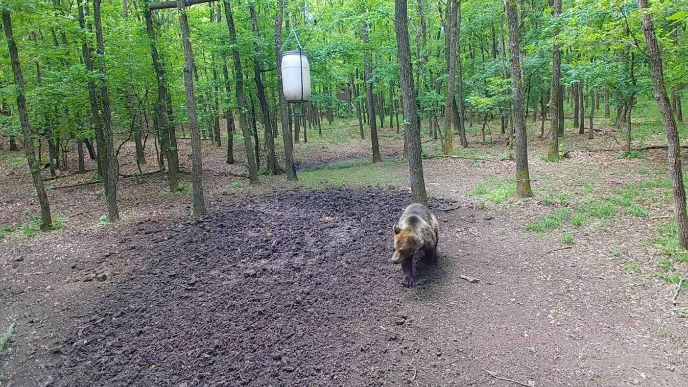 Medvét találtak a Bükkben, lefotózták a hatalmas vadállatot