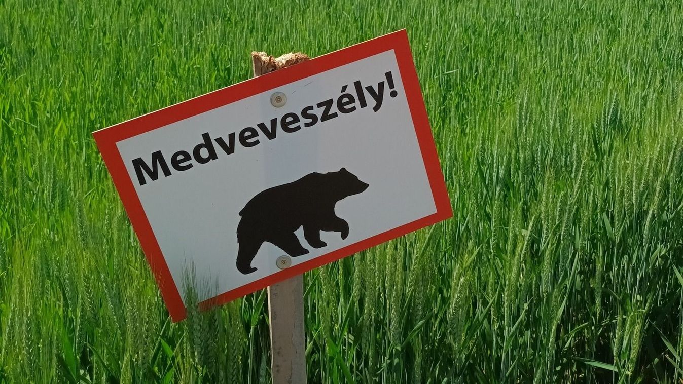 Medveveszélyre figyelmezettnek Pest vármegyében – országszerte tartósan fel kell készülni a medvékre
