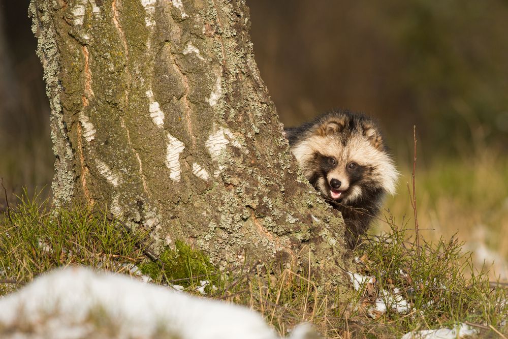 Raccoon,Dog,(nyctereutes,Procyonoides),Or,Tanuki,Is,A,Canid,Indigenous