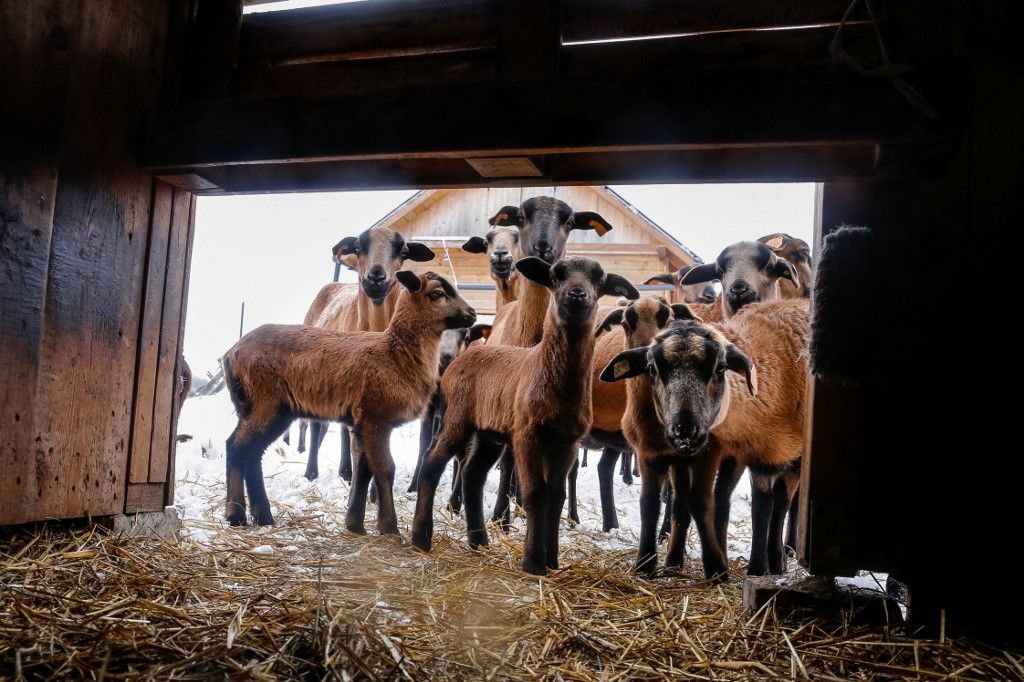 Ecological Educational Sheep Farm In Krakow, Poland

állat
állatállomány