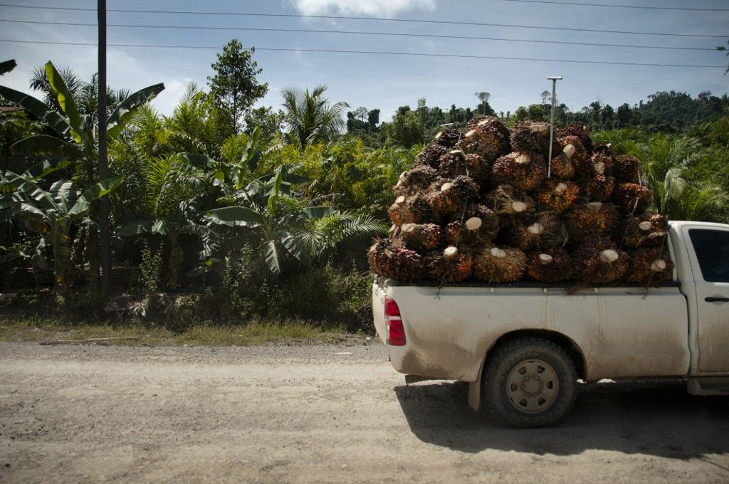 MALAYSIA - CAR CARRYING PALM FRUIT