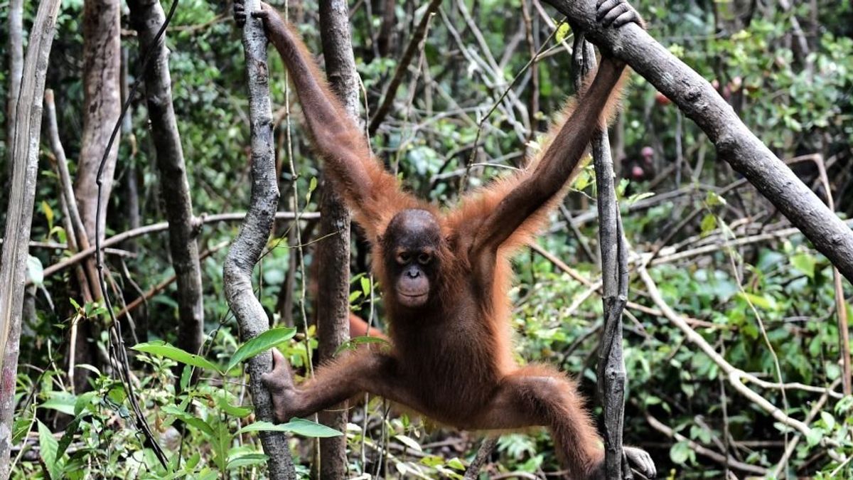 Orangutánt kaphat, aki pálmaolajat vesz