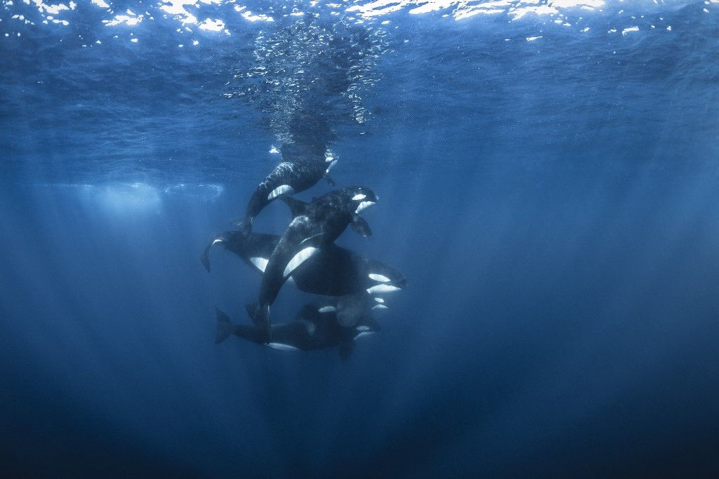 Orca (Orcinus orca) group off Mayotte. During the short passage off Mayotte, this group of killer whales was observed devouring a Mobula ray and a large tiger shark.

kardszárnyú delfin