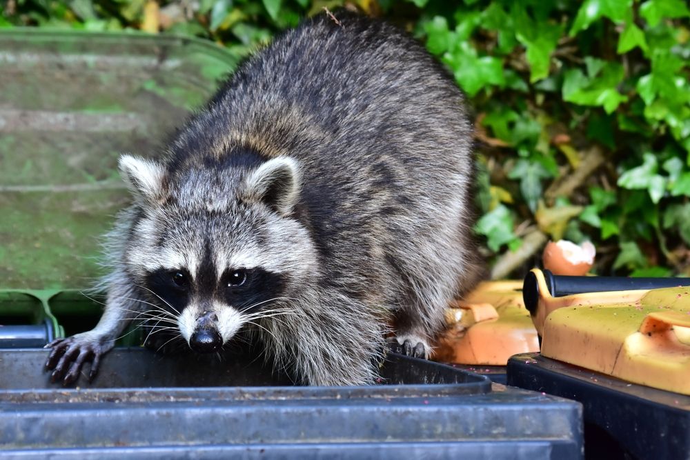 Bad,News,For,The,Raccoon,.,The,Waste,Bin,Is, mosómedve