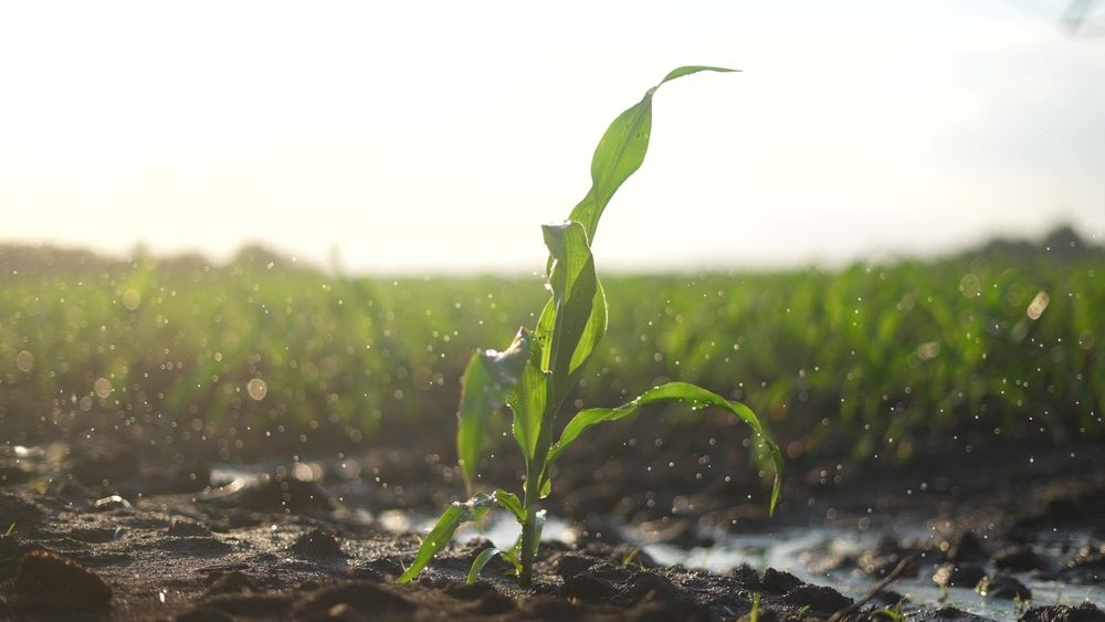 Corn,Sprout.,A,Small,Plant,Stretches,, májusi esőTowards,The,Sun,To