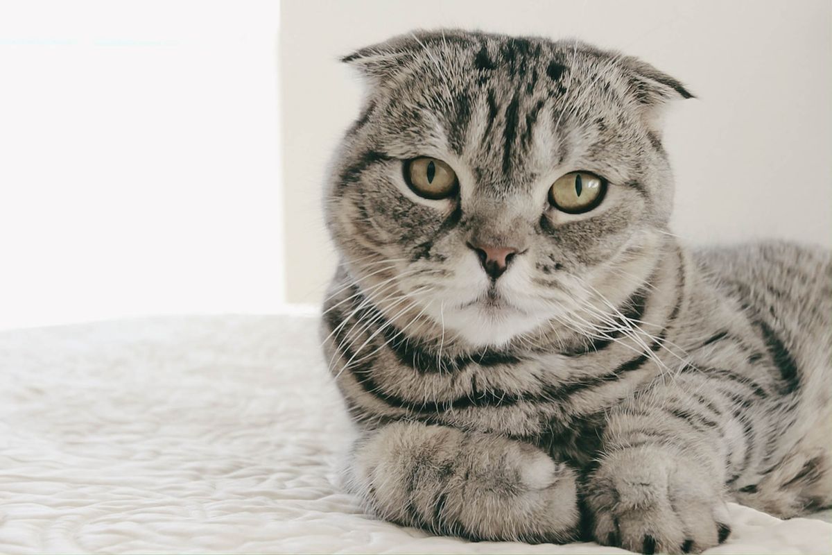 Scottish Fold Cat on Bed
skót lógófülű macska